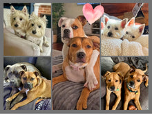 Load image into Gallery viewer, 2026 Rescue Express Calendar (Pre-Order)