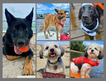 Load image into Gallery viewer, 2026 Rescue Express Calendar (Pre-Order)