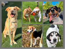 Load image into Gallery viewer, 2026 Rescue Express Calendar (Pre-Order)