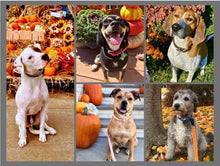 Load image into Gallery viewer, 2026 Rescue Express Calendar (Pre-Order)