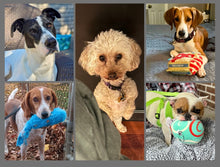 Load image into Gallery viewer, 2026 Rescue Express Calendar (Pre-Order)
