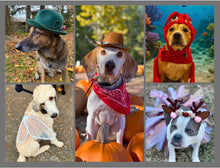 Load image into Gallery viewer, 2026 Rescue Express Calendar (Pre-Order)
