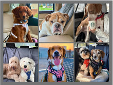 Load image into Gallery viewer, 2026 Rescue Express Calendar (Pre-Order)
