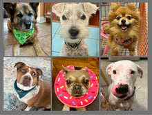 Load image into Gallery viewer, 2026 Rescue Express Calendar (Pre-Order)
