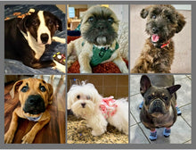 Load image into Gallery viewer, 2026 Rescue Express Calendar (Pre-Order)
